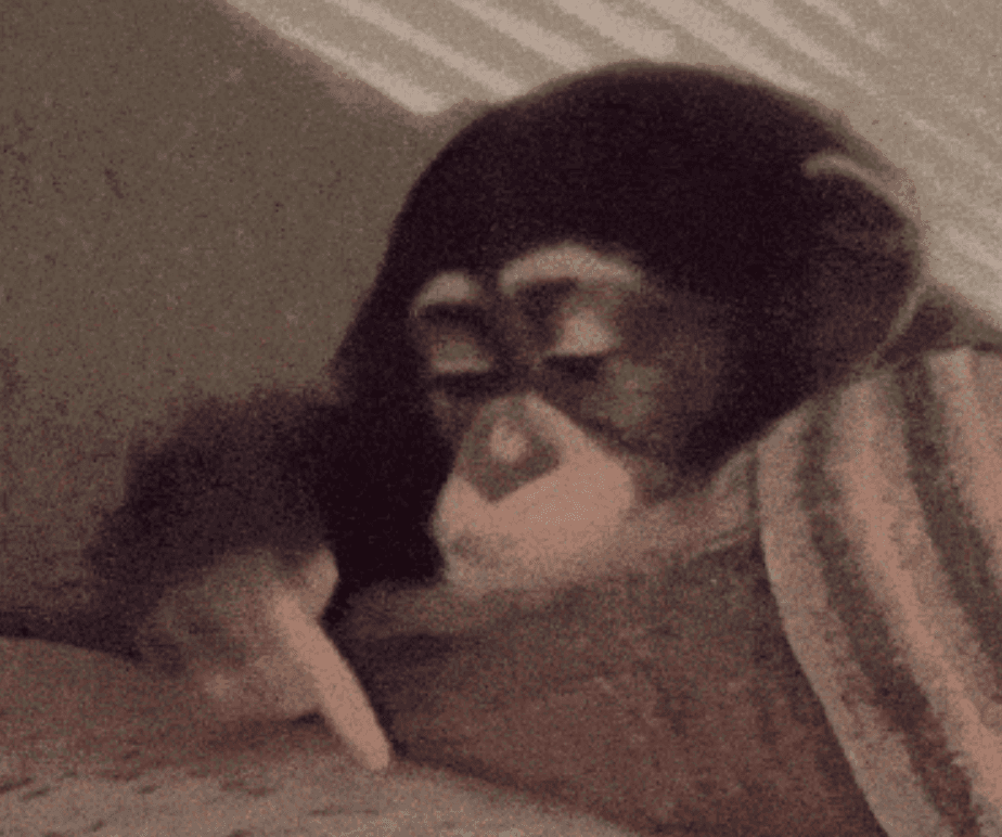 Bored chimpanzee lazily scrolling: me scrolling past another red build without reading the failure
